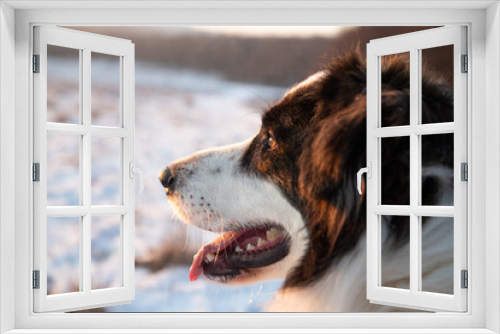 Fototapeta Naklejka Na Ścianę Okno 3D - happy white dog enjoying winter snow outdoors