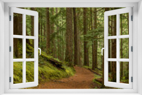 Fototapeta Naklejka Na Ścianę Okno 3D - path in the forest