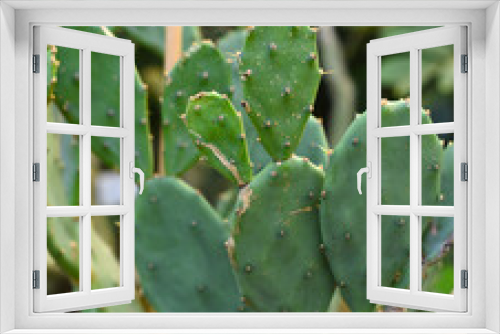 Fototapeta Naklejka Na Ścianę Okno 3D - Small growing cactus Opuntia sp. close up