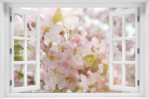 Fototapeta Naklejka Na Ścianę Okno 3D - apple tree blossom