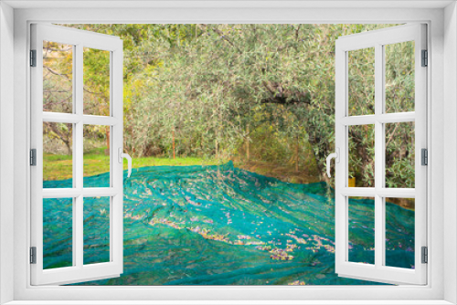 Fototapeta Naklejka Na Ścianę Okno 3D - Olives harvest