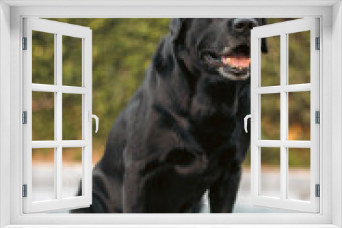Fototapeta Naklejka Na Ścianę Okno 3D - black labrador retriever