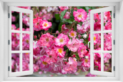 Fototapeta Naklejka Na Ścianę Okno 3D - Bush blooming pink roses close up