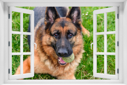 Fototapeta Naklejka Na Ścianę Okno 3D - portrait of a german shepherd lying on the grass like a sphinx with an old tennis ball in his mouth and looking directly at the camera