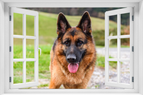 Fototapeta Naklejka Na Ścianę Okno 3D - closeup of the head of a german shepherd dog facing the camera, standing in the field, ears erect, mouth ajar, half open, attentive and relaxed look but expectant and calm and relaxed