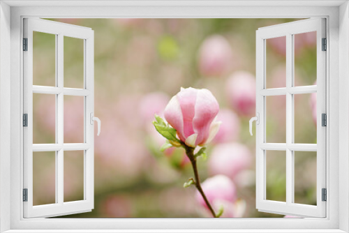 Fototapeta Naklejka Na Ścianę Okno 3D - pink magnolia flowers