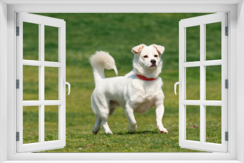 Fototapeta Naklejka Na Ścianę Okno 3D - Cute white Chinese rural dog running on grass field with tail up happily.