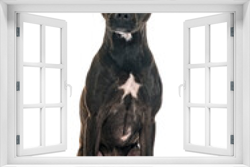 Fototapeta Naklejka Na Ścianę Okno 3D - staffordshire bull terrier bastard