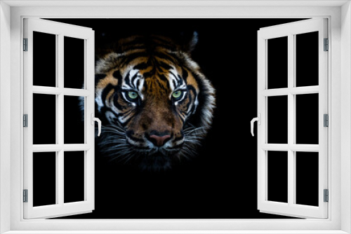 Fototapeta Naklejka Na Ścianę Okno 3D - Portrait of a tiger with a black backgroung