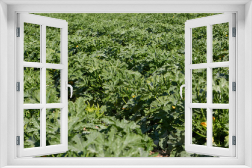 Fototapeta Naklejka Na Ścianę Okno 3D - photo of growing zucchini. The theme of seasonal gardening and planting