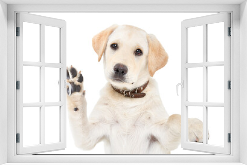 Fototapeta Naklejka Na Ścianę Okno 3D - Portrait of a cute labrador puppy waving his paw isolated on white background