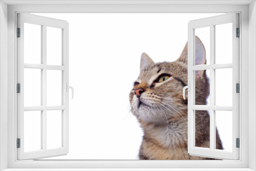 Fototapeta Naklejka Na Ścianę Okno 3D - Cute baby tabby cat