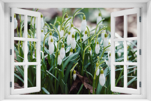 Fototapeta Naklejka Na Ścianę Okno 3D - White snowdrops blooming in spring forest, Galanthus nivalis wildflowers