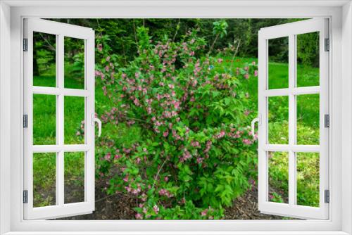 Fototapeta Naklejka Na Ścianę Okno 3D - Weigela  (Caprifoliaceae)