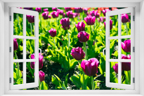 Fototapeta Naklejka Na Ścianę Okno 3D - flowerbed of purple tulip flower closeup with colorful natural background