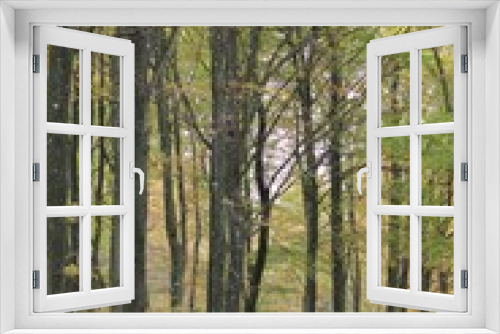 Fototapeta Naklejka Na Ścianę Okno 3D - Forest trees in autumn