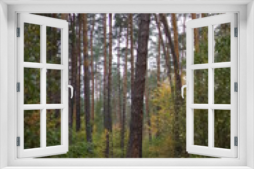 Fototapeta Naklejka Na Ścianę Okno 3D - pine forest in the autumn
