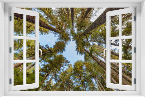 Fototapeta Naklejka Na Ścianę Okno 3D - Pine Trees against the Sky