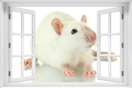 Fototapeta Naklejka Na Ścianę Okno 3D - funny little rat, isolated on white