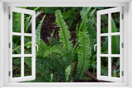 Fototapeta Naklejka Na Ścianę Okno 3D - Nephrolepis cordifolia, is a fern native to northern Australia and Asia. It has many common names including fishbone fern, tuberous sword fern, tuber ladder fern, erect sword fern, narrow sword fern a