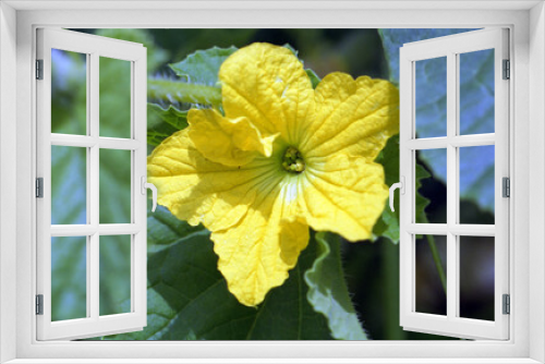 Fototapeta Naklejka Na Ścianę Okno 3D - ウリの花