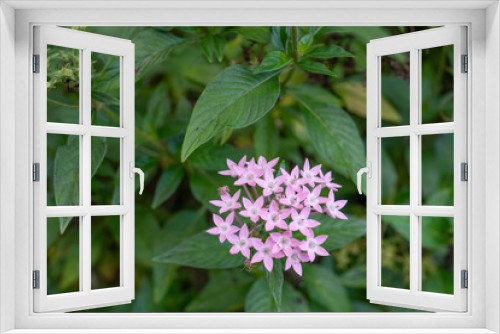 Fototapeta Naklejka Na Ścianę Okno 3D - Pentas lanceolata, commonly known as Egyptian starcluster, is a species of flowering plant in the madder family, Rubiaceae that is native to much of Africa as well as Yemen. It is known for its wide u