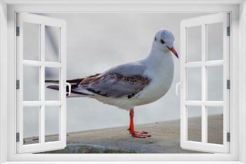 Fototapeta Naklejka Na Ścianę Okno 3D - Seagull