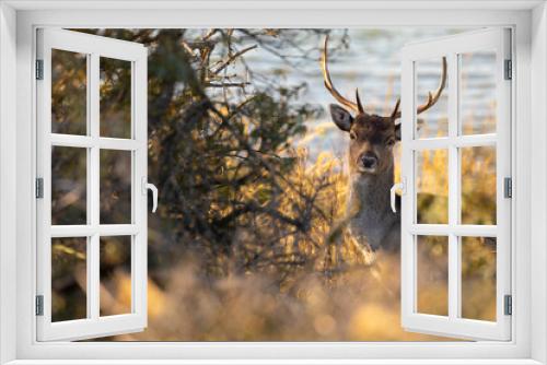 Fototapeta Naklejka Na Ścianę Okno 3D - Fallow deer male (dama dama) watching curious. Fallowdeer in natural environment.