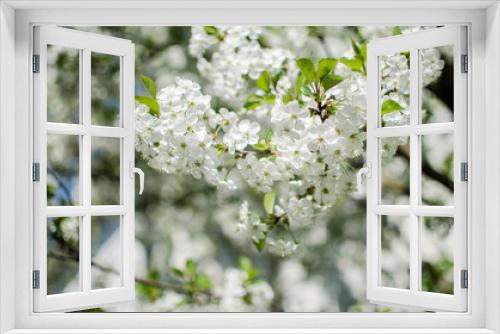 Fototapeta Naklejka Na Ścianę Okno 3D - Lovely delicate cherry blossom in warm spring weather for background