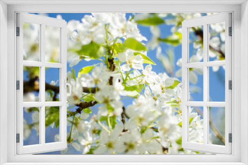 Fototapeta Naklejka Na Ścianę Okno 3D - White flowers pear blossom is good nectar and for pear harvest