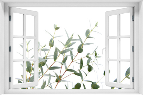 Fototapeta Naklejka Na Ścianę Okno 3D - Eucalyptus green leaves and branch floral decoration isolated on white
