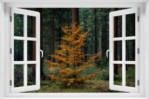 Fototapeta Naklejka Na Ścianę Okno 3D - A spruce colored yellow by autumn in the middle of a large forest at the Veluwe nature park in the Netherlands