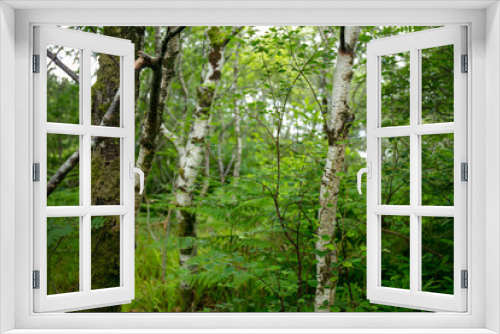 Fototapeta Naklejka Na Ścianę Okno 3D - Forest of Silver Birch, Betula pendula, and fern plant