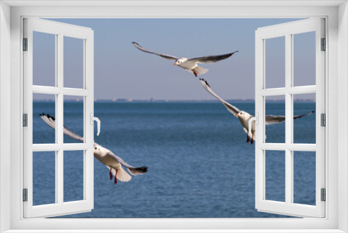 Fototapeta Naklejka Na Ścianę Okno 3D - Seagulls (Larus, Laridae) birds fly over with spread wings the blue water to fishing; color wildlife photo for decoration poster or wallpaper.