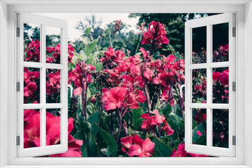 Fototapeta Naklejka Na Ścianę Okno 3D - Field of canna flower