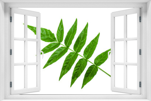 Fototapeta Naklejka Na Ścianę Okno 3D - Green leaf isolated on white background