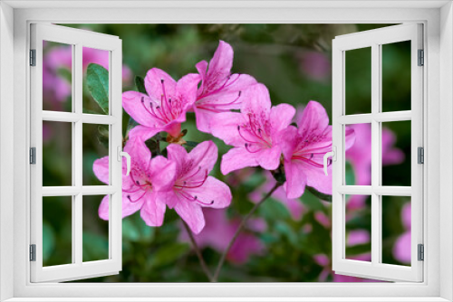 Fototapeta Naklejka Na Ścianę Okno 3D - Hybrid Azalia (Rhododendron hybridum) in park