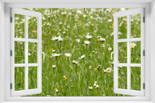 Fototapeta Naklejka Na Ścianę Okno 3D - Summer landscape beautiful white clouds over a flowering meadow on a sunny day