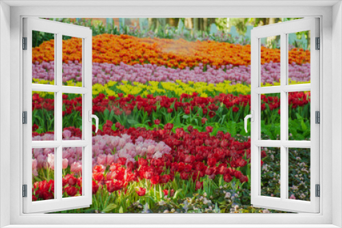 Fototapeta Naklejka Na Ścianę Okno 3D - Beautiful tulips in the blooming scene