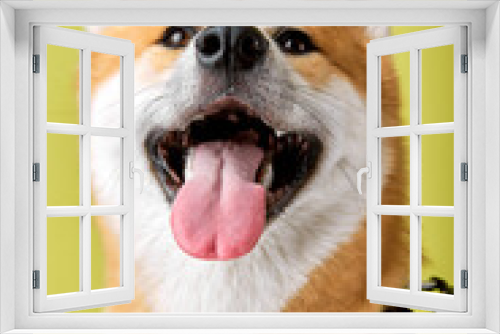 Fototapeta Naklejka Na Ścianę Okno 3D - Close-up Portrait of cute young Akita inu dog standing isolated in studio on green background. Happy japanese shiba inu dog, copy space. pets, animals concept