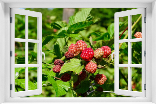 Fototapeta Naklejka Na Ścianę Okno 3D - Raspberry plant growing on farm