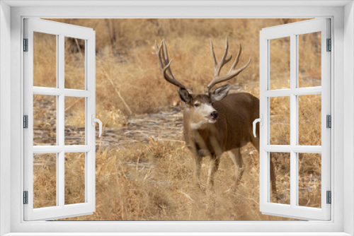 Fototapeta Naklejka Na Ścianę Okno 3D - Buck Mule Deer in the Fall Rut in Colorado