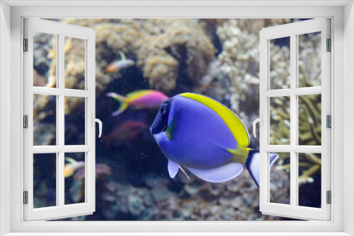 Fototapeta Naklejka Na Ścianę Okno 3D - Beautiful surgeon fish