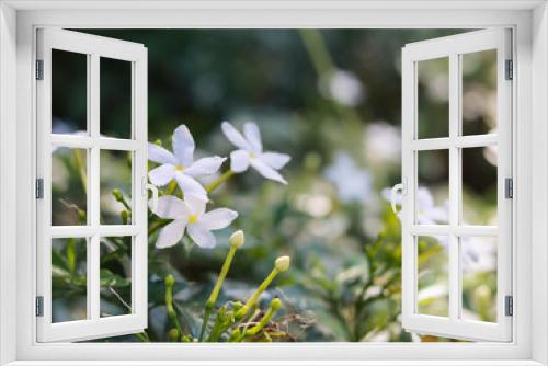 Fototapeta Naklejka Na Ścianę Okno 3D - close up of jasminum officinale shrub petal white garden outdoor