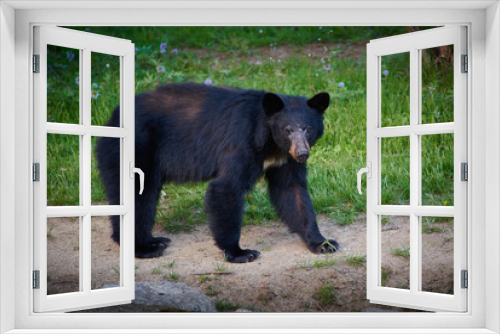 Fototapeta Naklejka Na Ścianę Okno 3D - Black Bear