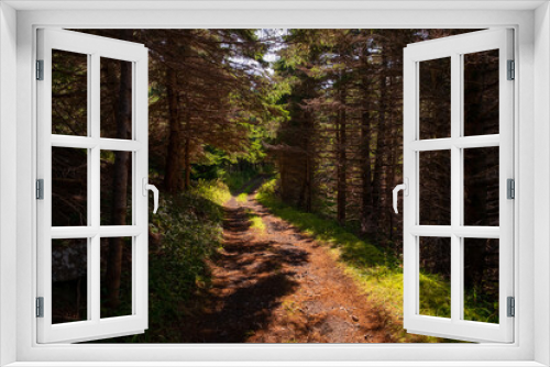 Fototapeta Naklejka Na Ścianę Okno 3D - A hiking path in the middle of the lush green forest. The worn foot trail has greenery, large tall trees, and shrubs on a hill.  The natural footpath is enclosed in natural woods and foliage.  