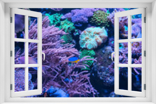 Fototapeta Naklejka Na Ścianę Okno 3D - Coral reef and fishes in sea. Underwater life