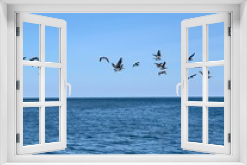 Fototapeta Naklejka Na Ścianę Okno 3D - seagulls on the sea