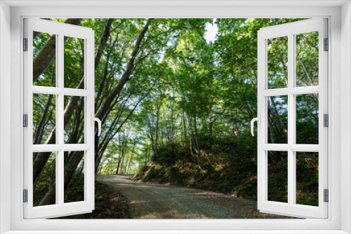 Fototapeta Naklejka Na Ścianę Okno 3D - 新緑の木立に囲まれた緑のトンネル木漏れ日の林道