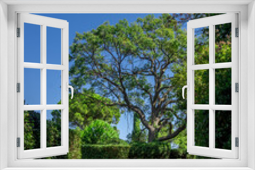 Fototapeta Naklejka Na Ścianę Okno 3D - Vivid image of green branching tree and blue sky